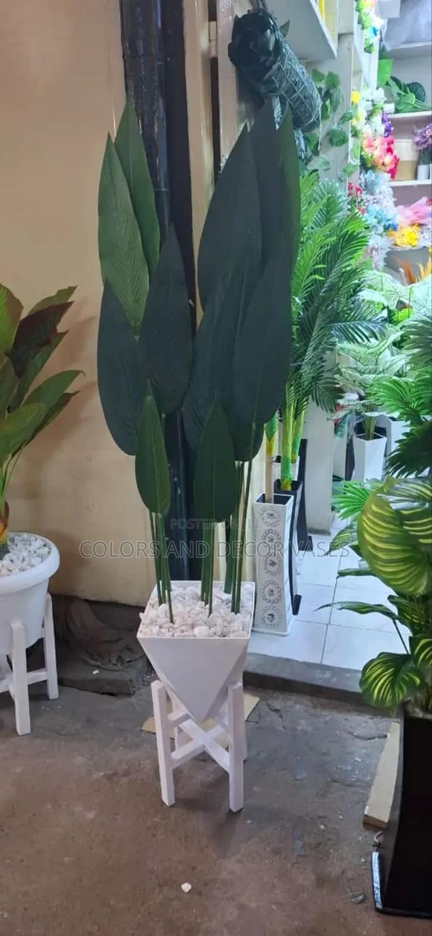Birds of Paradise in Stock