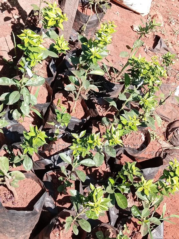 Finger Lime - thumbnail 3