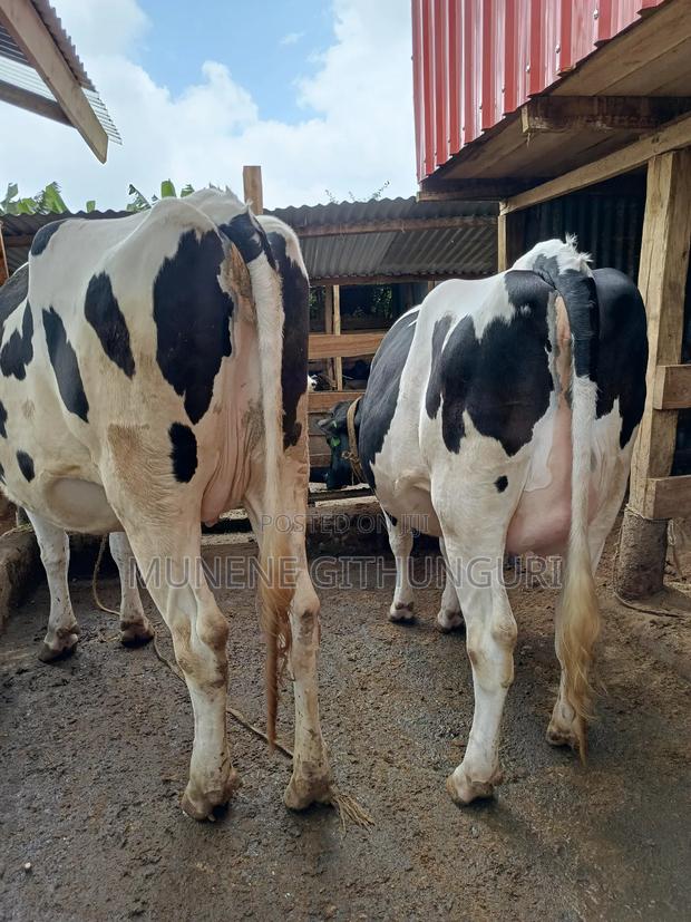 Two Super Perdigree Incalf Heifers - main view