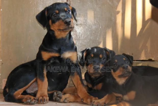 1-3 months Male Purebred Rottweiler - main view