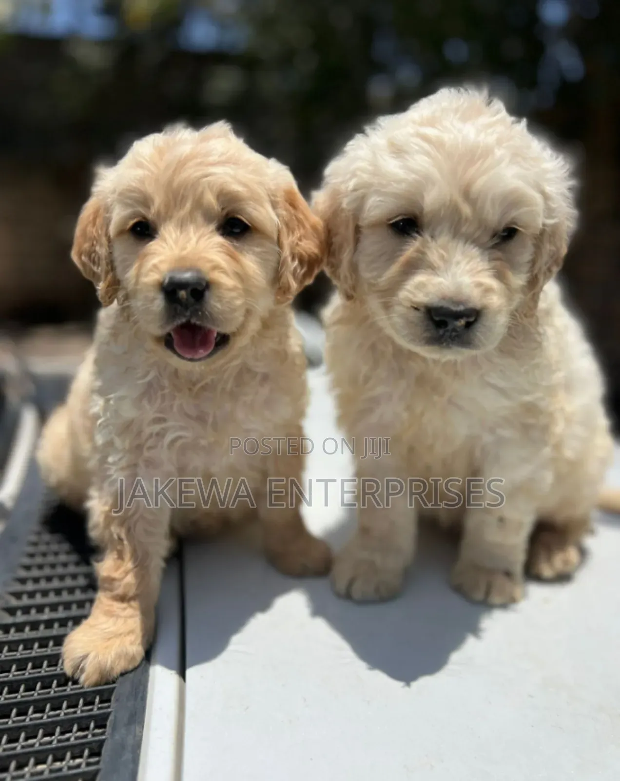 1-3 months Female Purebred Golden Retriever
