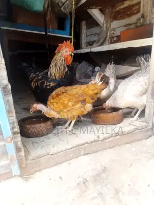 Pure Kienyeji Chicken for Sale