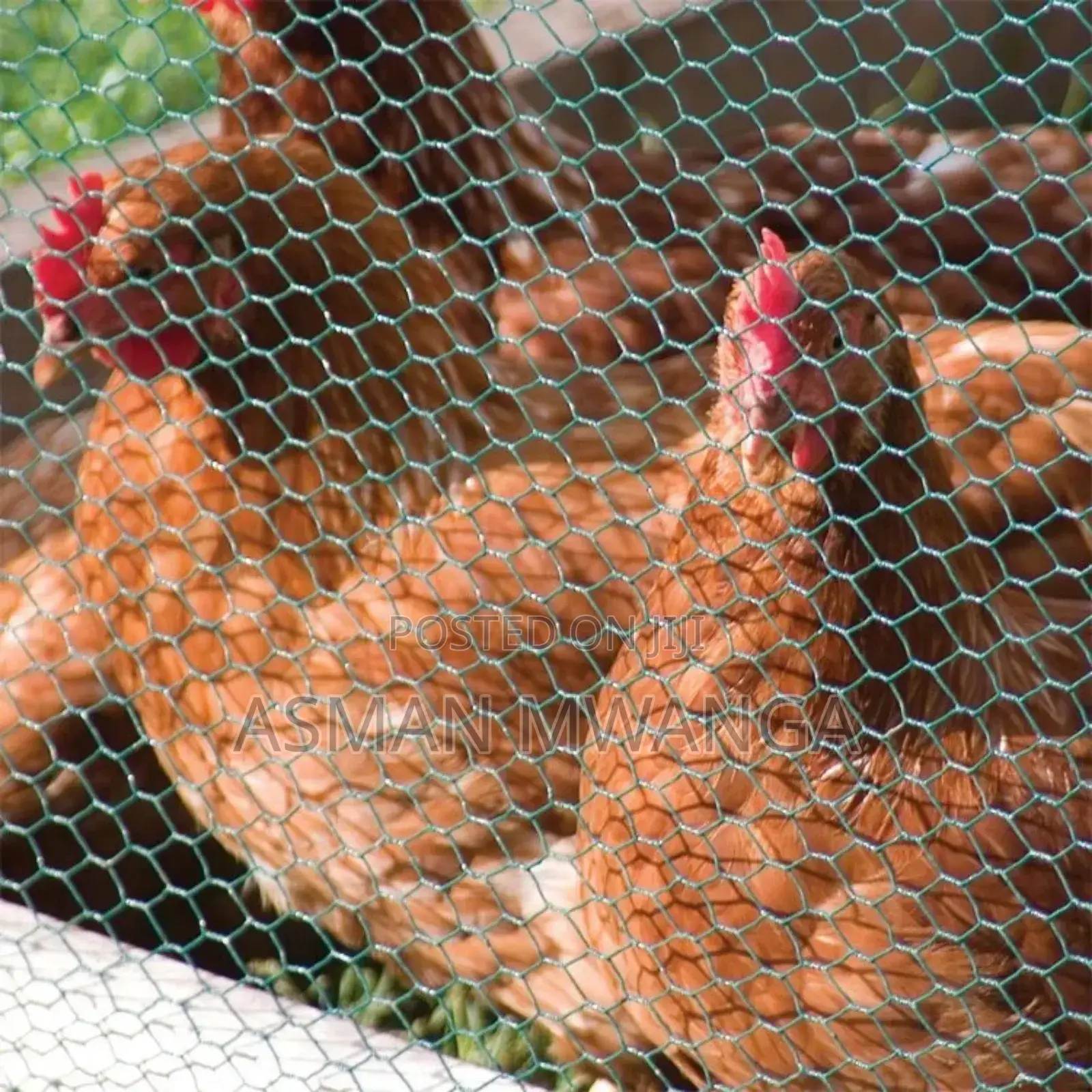 Chicken Mesh Wire