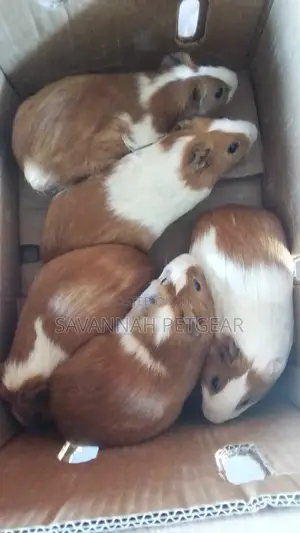 Mature Male Guinea Pigs for Breeding or Pets