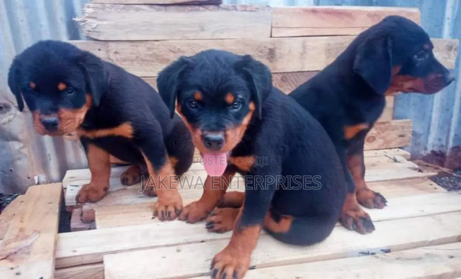 1-3 months Female Purebred Rottweiler