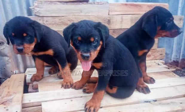 1-3 months Female Purebred Rottweiler