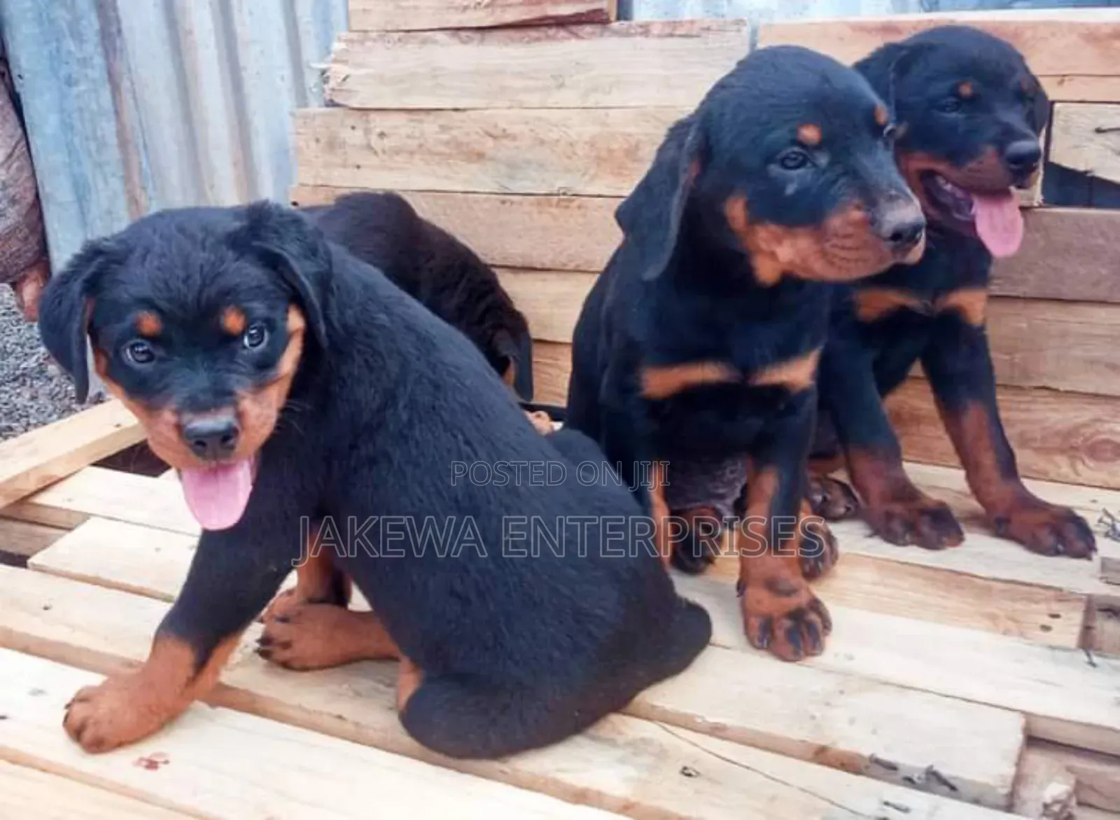 1-3 months Male Purebred Rottweiler