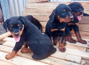 1-3 months Male Purebred Rottweiler - thumbnail 2