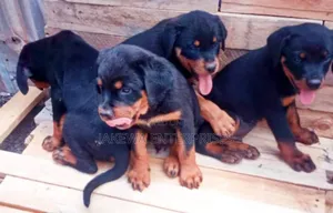 1-3 months Female Purebred Rottweiler