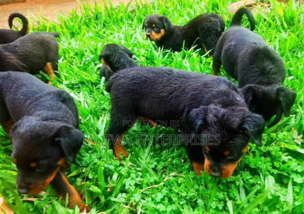 1-3 months Male Purebred Rottweiler