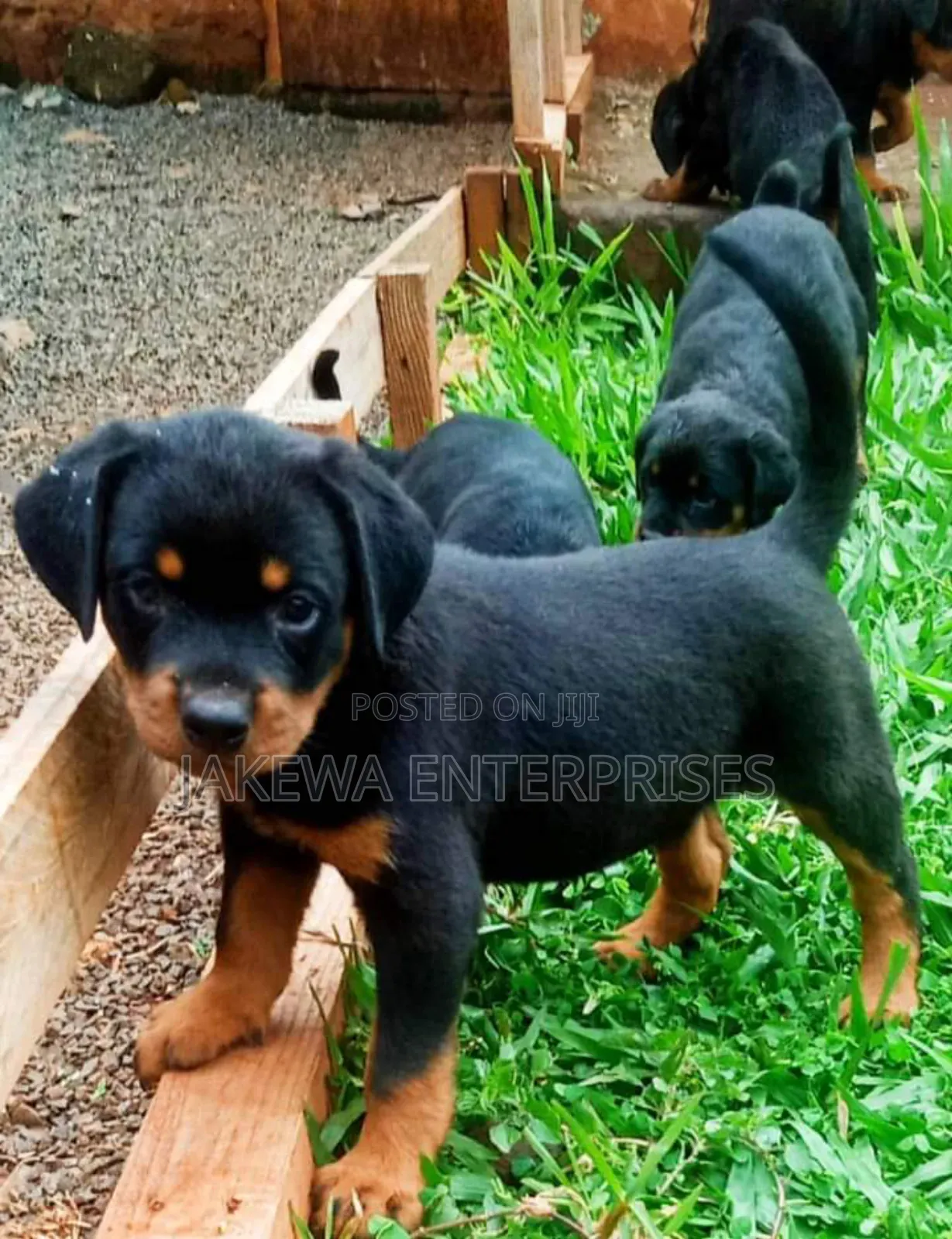 1-3 months Female Purebred Rottweiler
