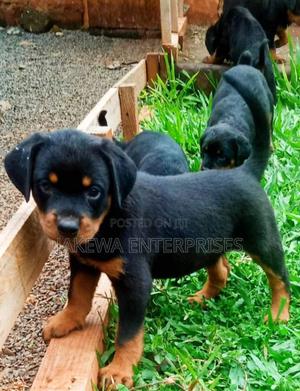 1-3 months Female Purebred Rottweiler - thumbnail 2