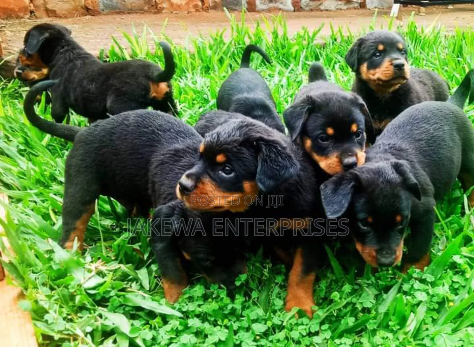 1-3 months Male Purebred Rottweiler