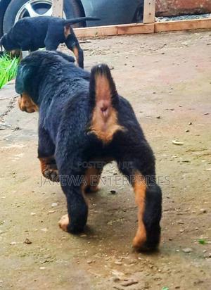 1-3 months Female Purebred Rottweiler - thumbnail 2