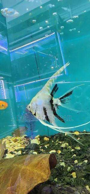 Angell Fish - thumbnail 2