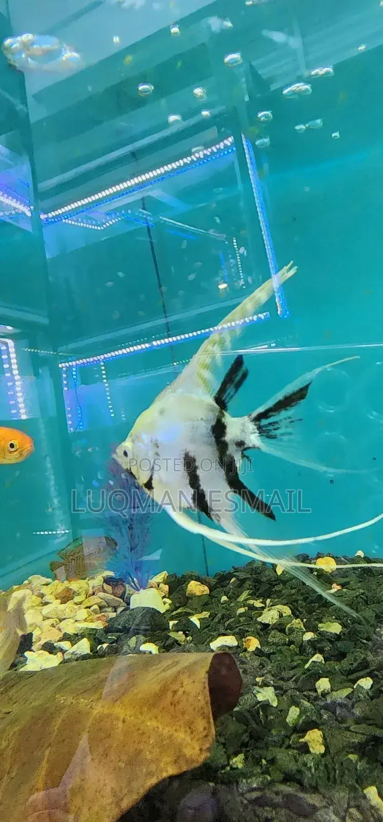 Angell Fish