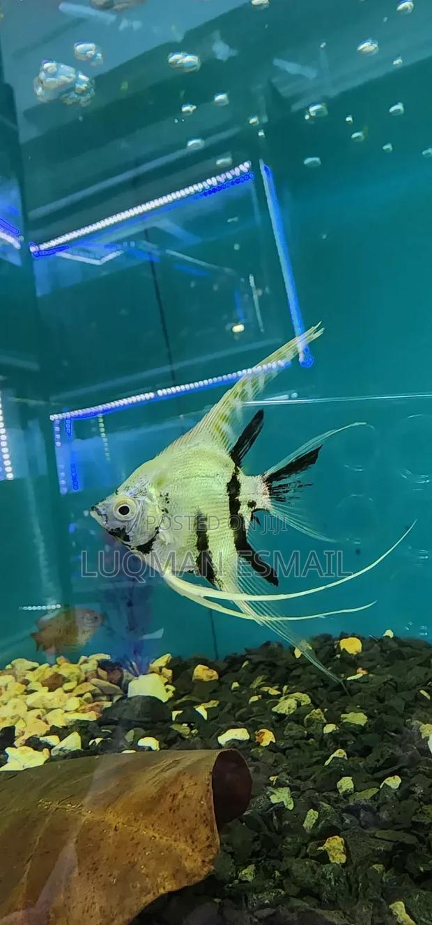 Angell Fish - thumbnail 3