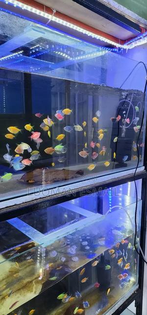 Glow in Dark Tetras - thumbnail 2