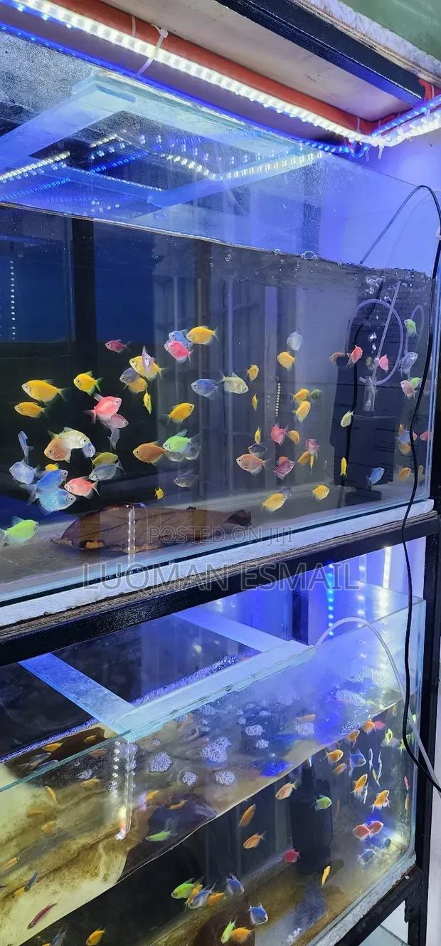 Glow in Dark Tetras - main view