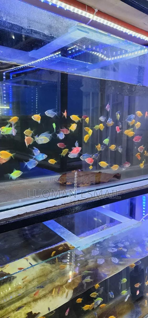 Glow in Dark Tetras - thumbnail 3