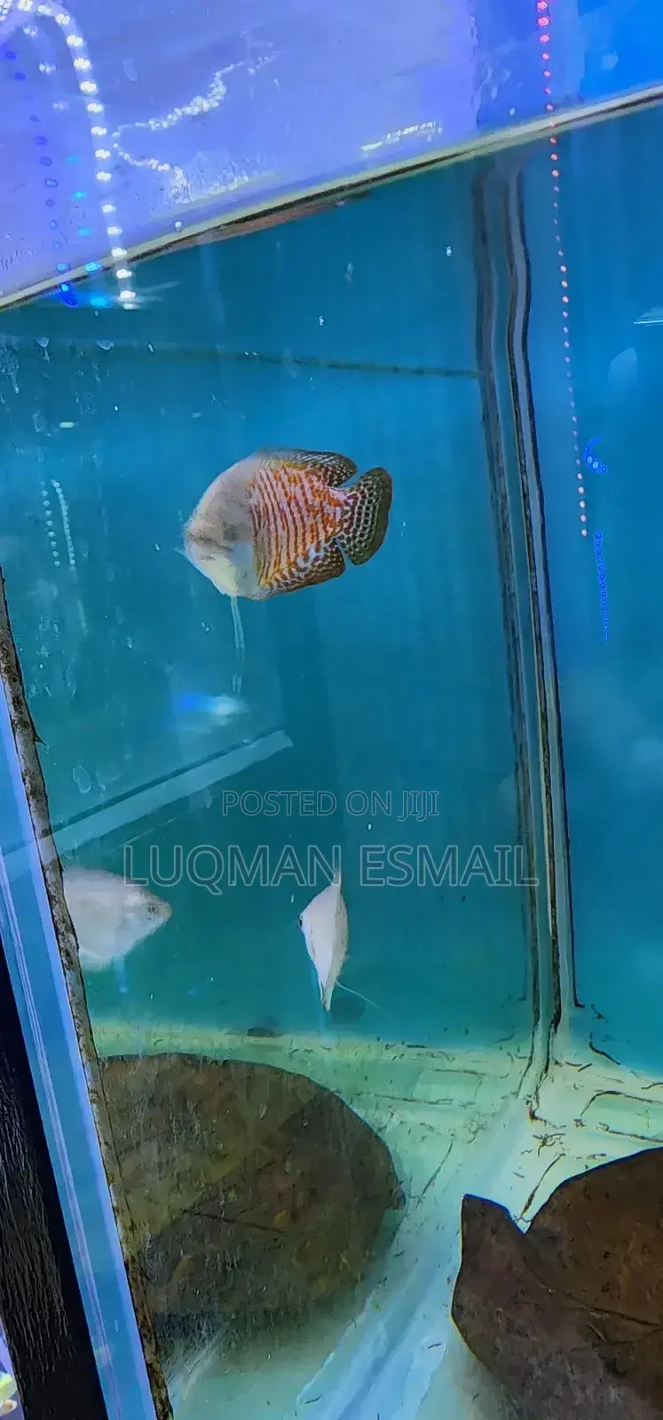 Dwarf Gourami