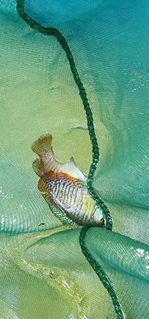 Dwarf Gourami