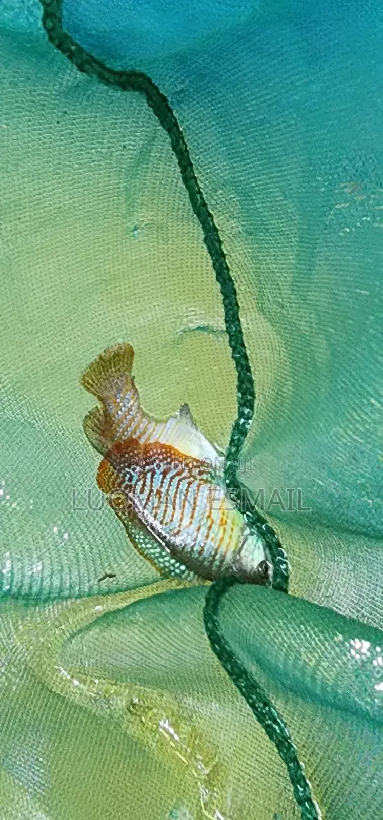 Dwarf Gourami