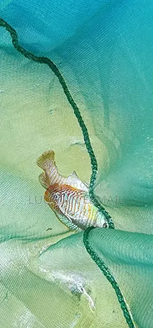 Dwarf Gourami