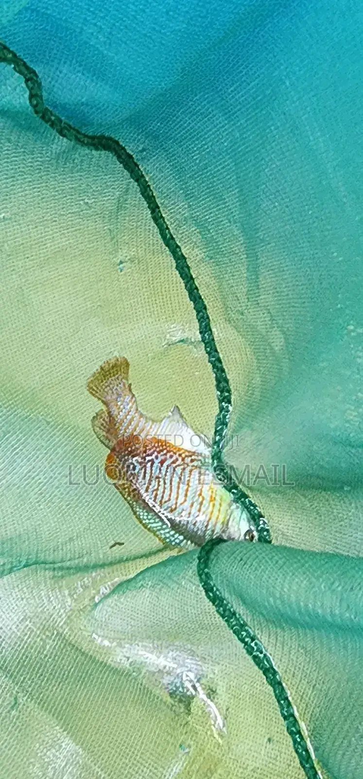 Dwarf Gourami