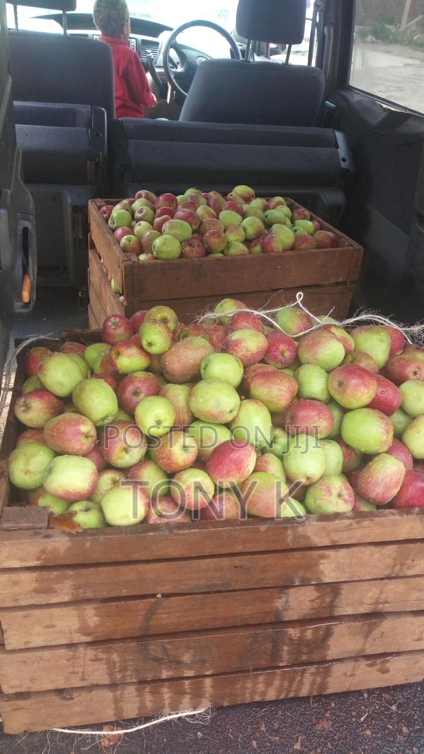 Organic Apples,Avocado, Pixie Seedlings Ready for Delivery! - thumbnail 3