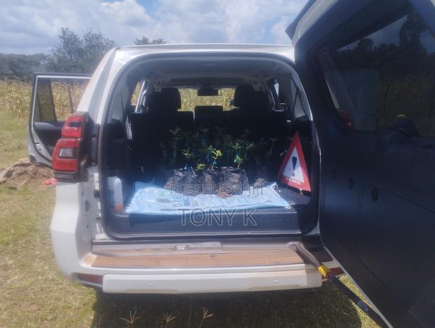 Organic Apples,Avocado, Pixie Seedlings Ready for Delivery! - thumbnail 4