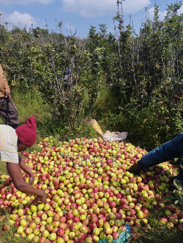 Organic Apples,Avocado, Pixie Seedlings Ready for Delivery! - thumbnail 5