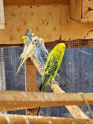 Normal Budgies. - thumbnail 2