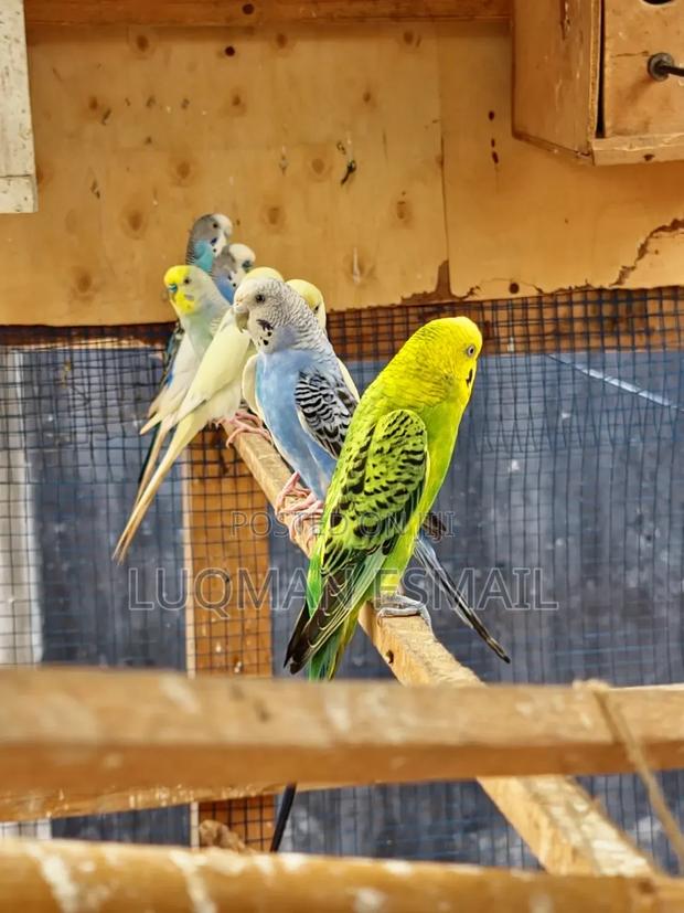 Normal Budgies. - main view