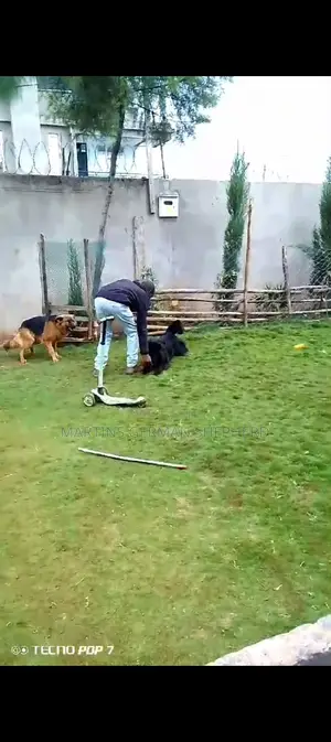 Martin's Dog Training Co.
