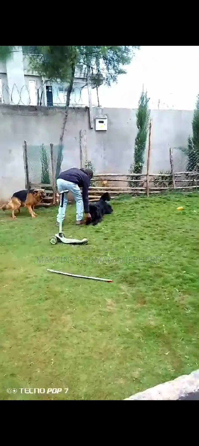 Martin's Dog Training Co.