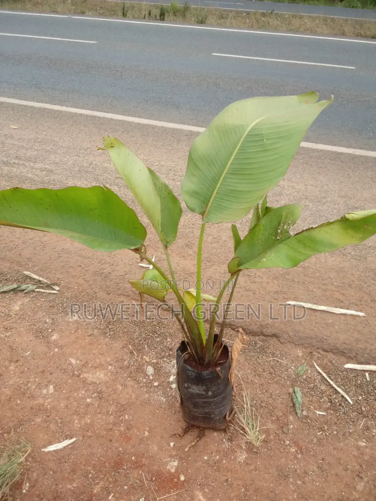 Travellers Seedlings