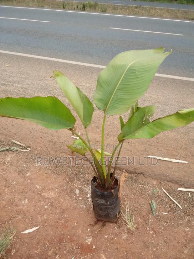 Travellers Seedlings - main view