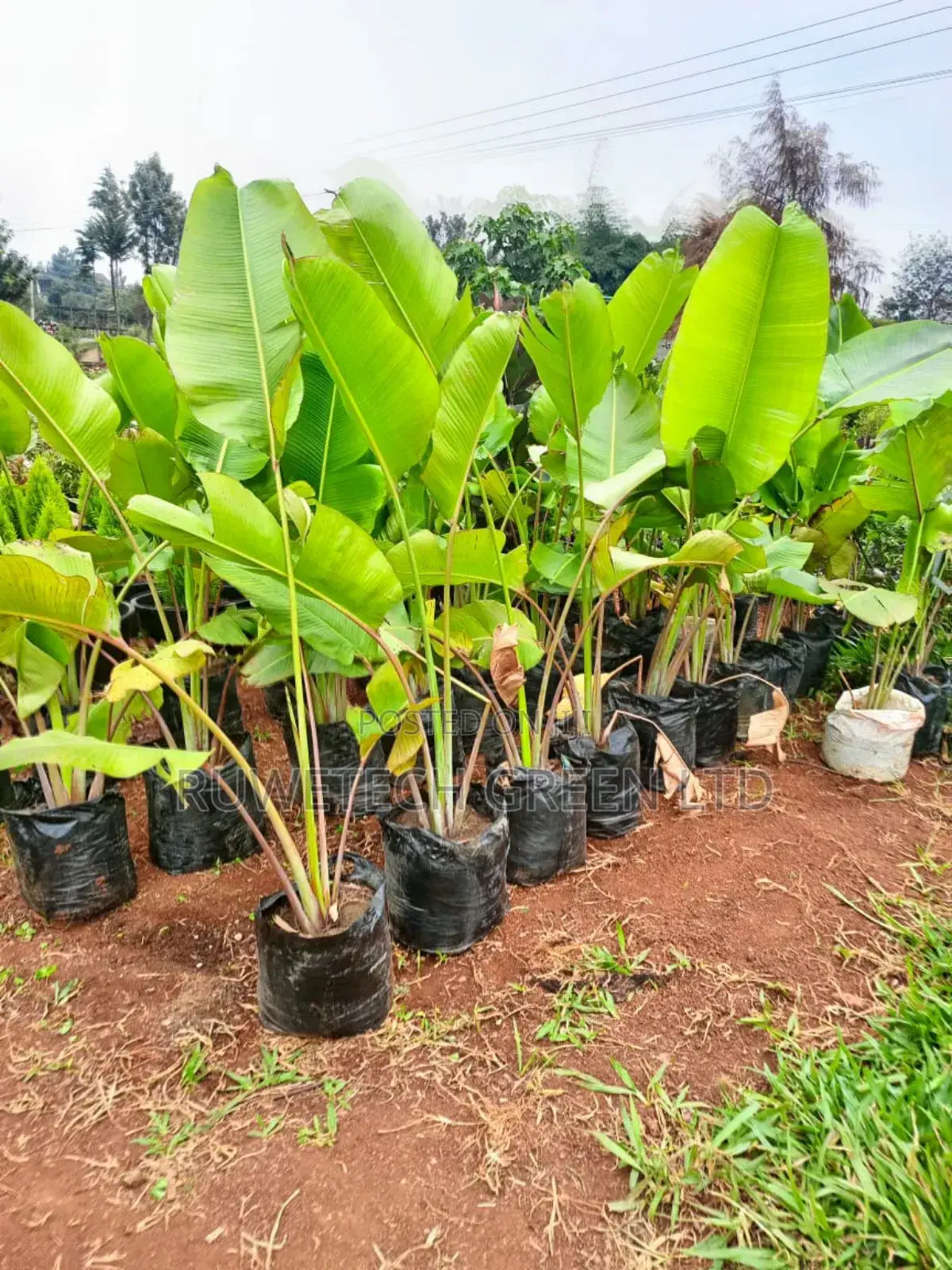 Travellers Seedlings