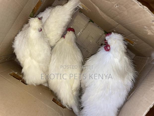 Silkie Chicken - thumbnail 3