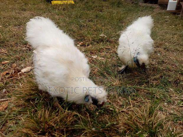 Silkie Chicken - main view