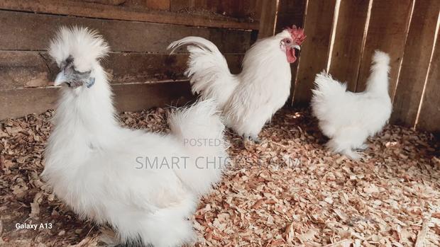 Mature Silkies - main view