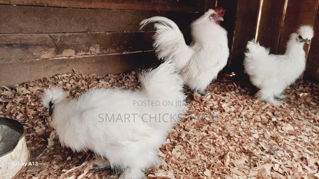 Mature Silkies - thumbnail 2