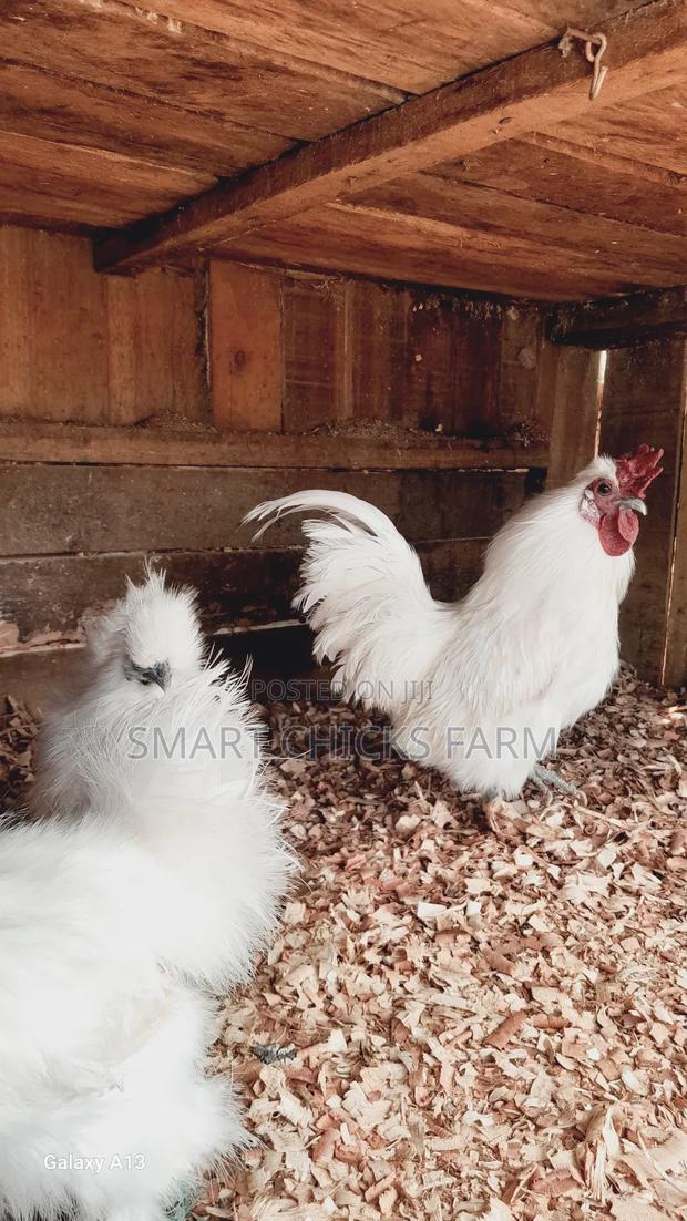Mature Silkies - thumbnail 3