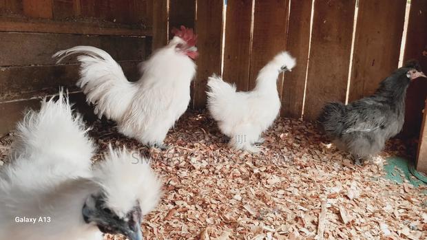 Mature Silkies - thumbnail 4