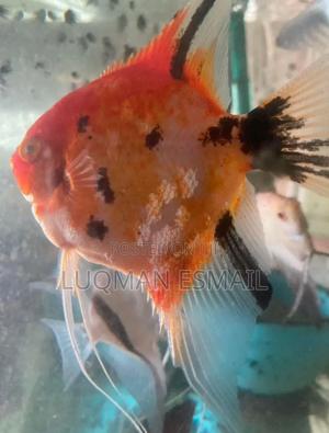 Super Red Devil Angels. - thumbnail 2