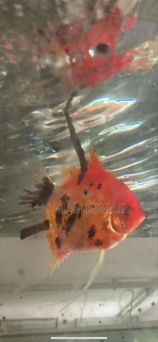 Super Red Devil Angels. - thumbnail 3