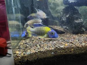 Aulonocara Cichlids. - thumbnail 2
