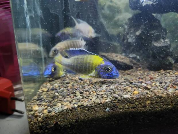 Aulonocara Cichlids. - main view