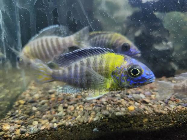Aulonocara Cichlids. - thumbnail 3